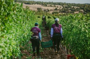 03 harvest-katafito C.Lazaridi