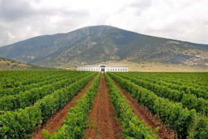 Δημιουργείται Παρατηρητήριο Προστασίας της ΠΓΕ «Μακεδονία» για το κρασί