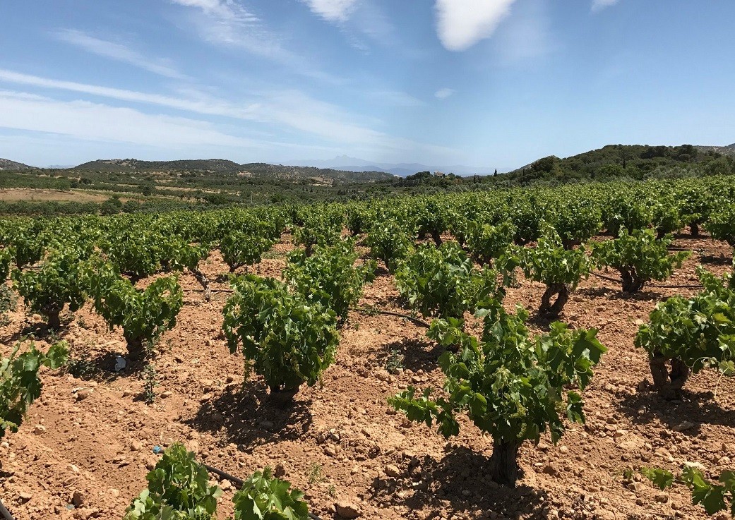 Papagiannakos_Savatiano_Vineyard