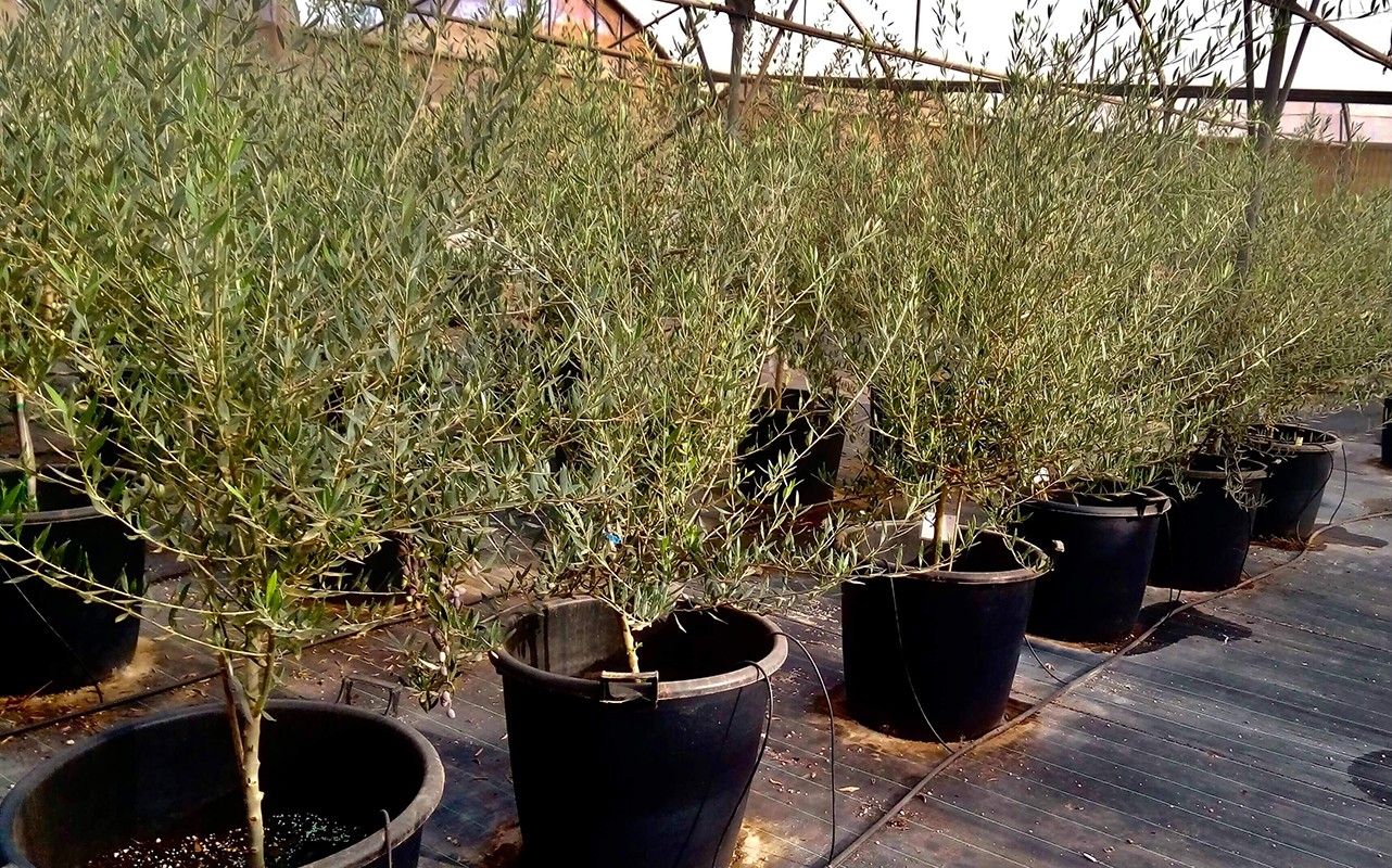 provasiko yliko elia1