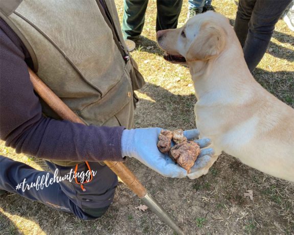 truffle hunting-700x560w