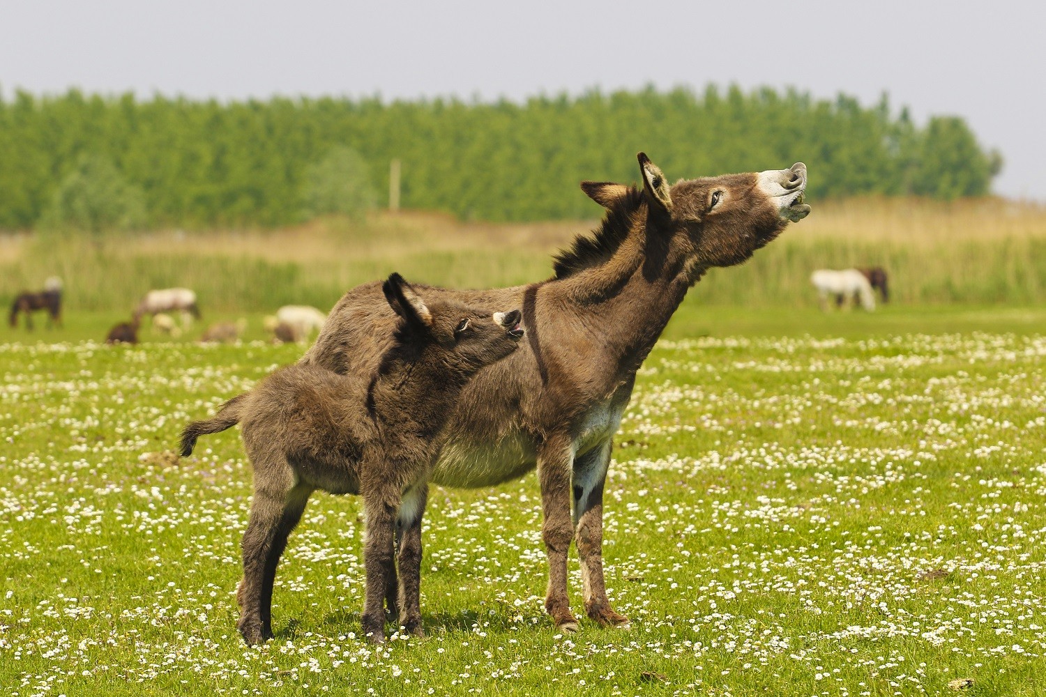 Mother and baby donkeys  bray