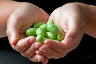 Melothria scabra, mouse melon