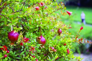 Punica granatum, Pomegranate