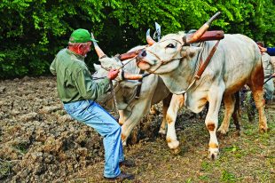 Oxen that pull the plow