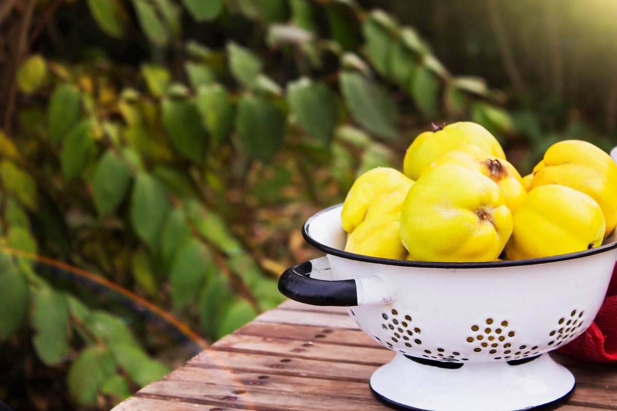 Quince. Ripe yellow autumn fruits.