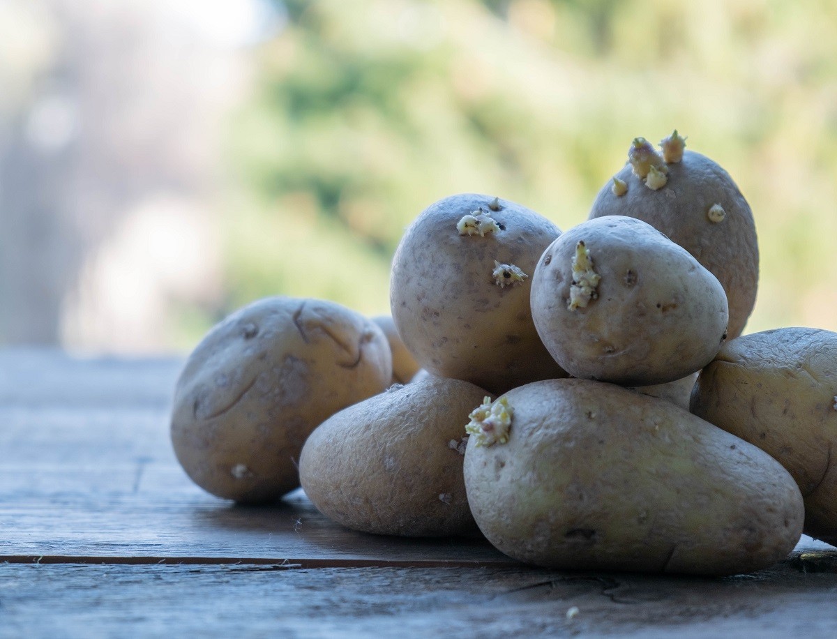 Sprouted potatoes on a wooden table in the garden.