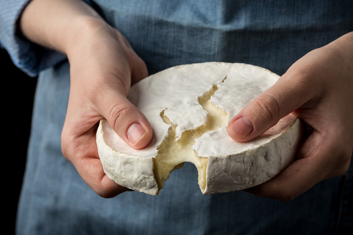 Woman in blue apron holding soft french camembert cheese on dark background