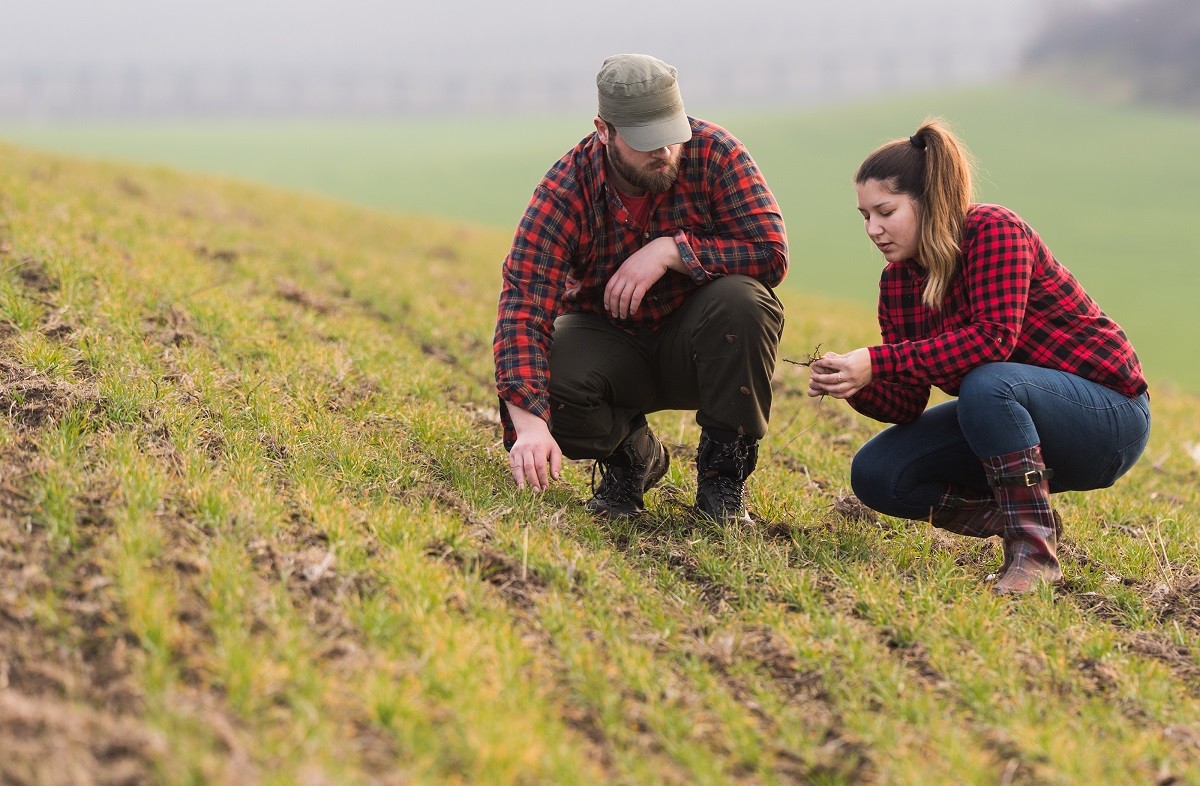 Young farmers examing planted young wheat during winter season