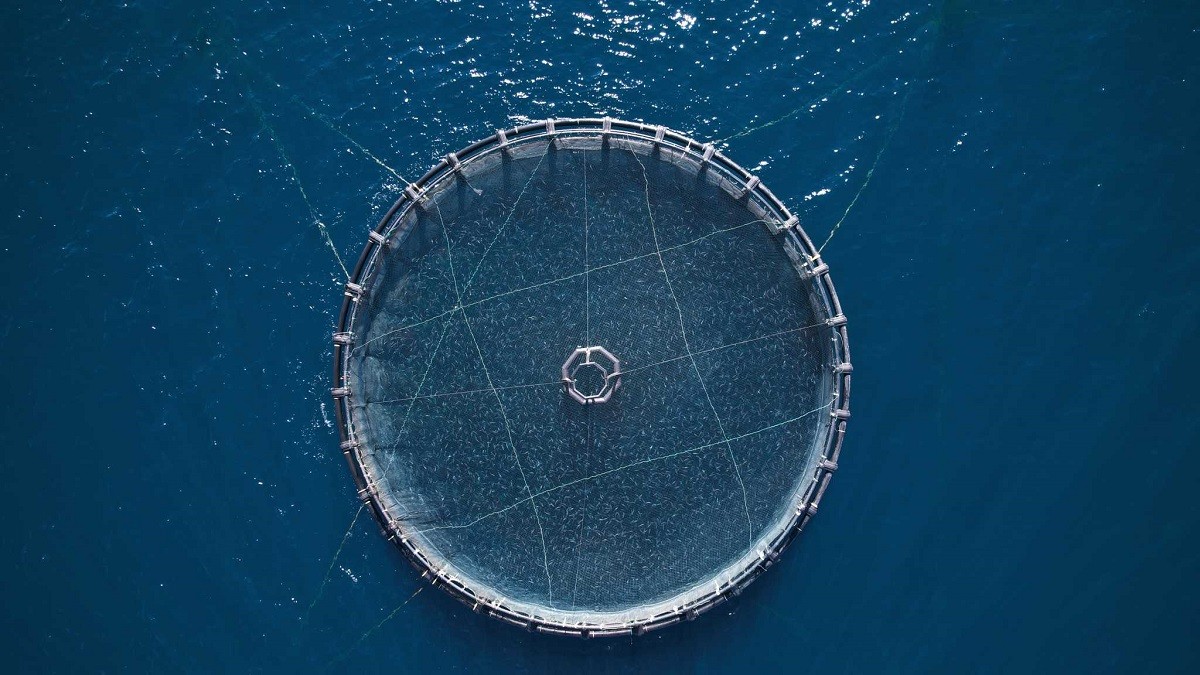 FISHERY ELOPY ANOIGMA