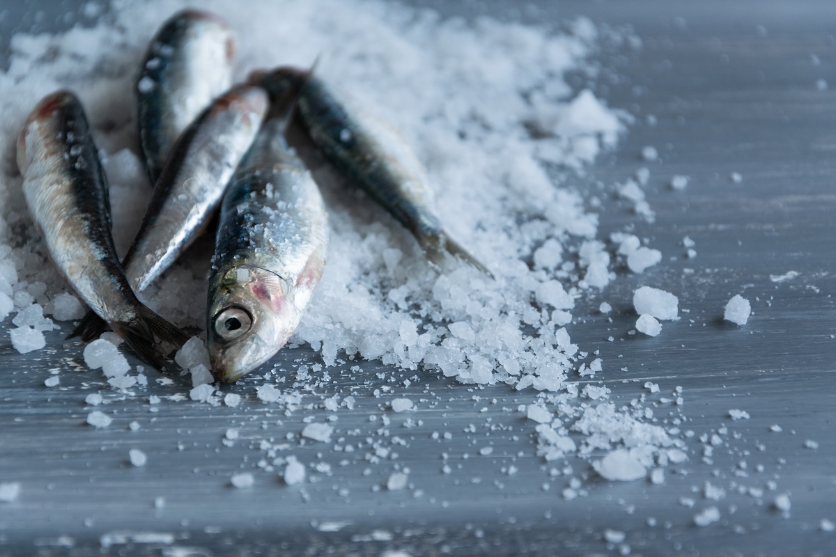 Preparing anchovies in salt. Healthy raw seafood