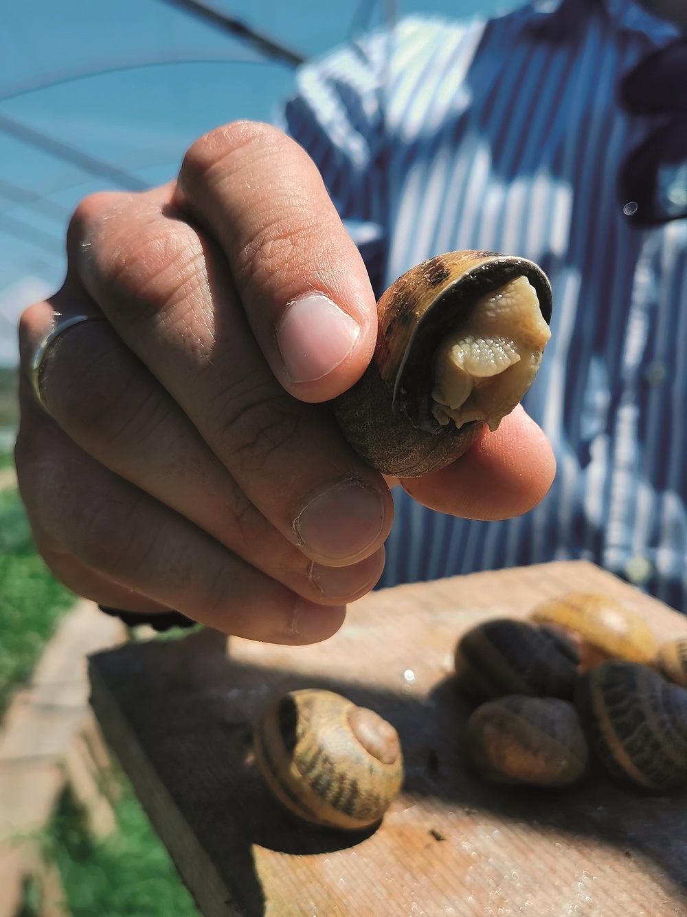 helixland saligkaria anoigma