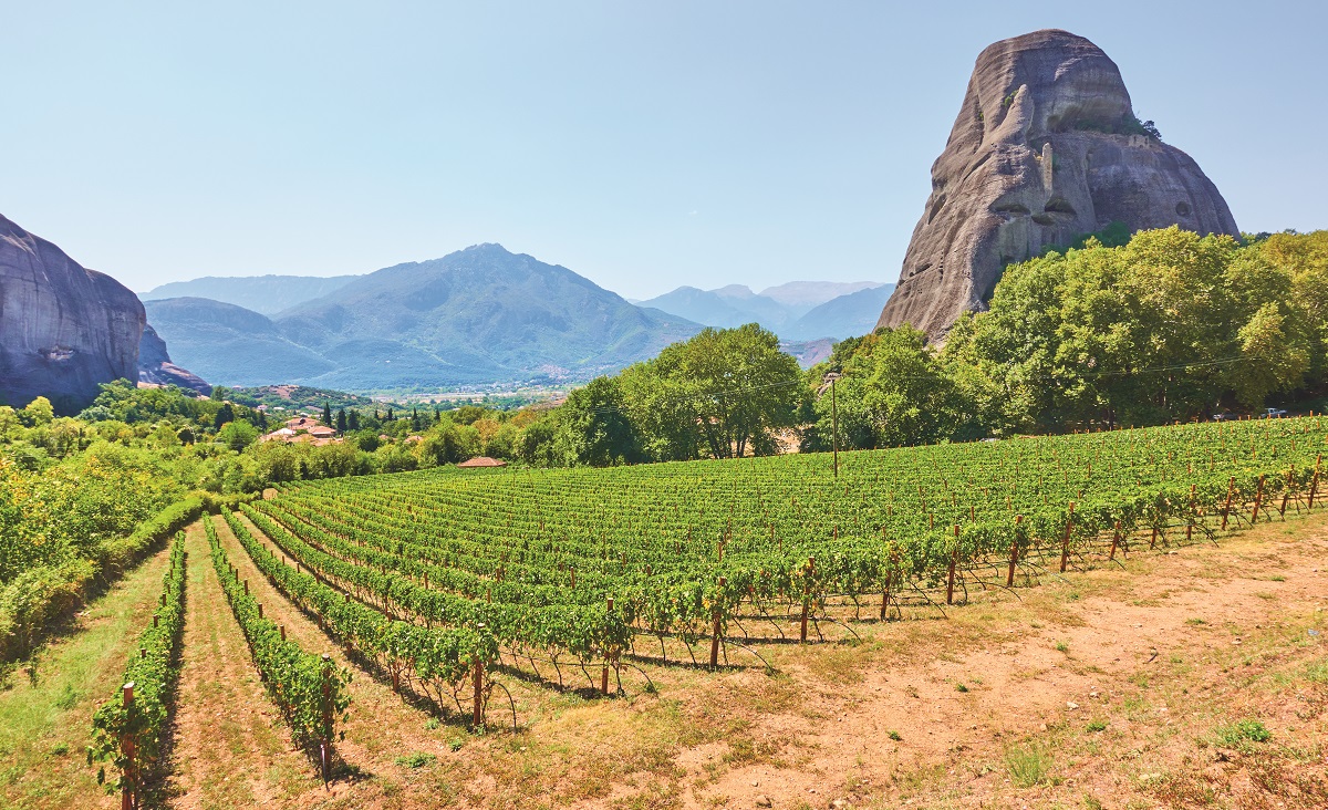 Vew of vineyard near Kastraki village in Greece