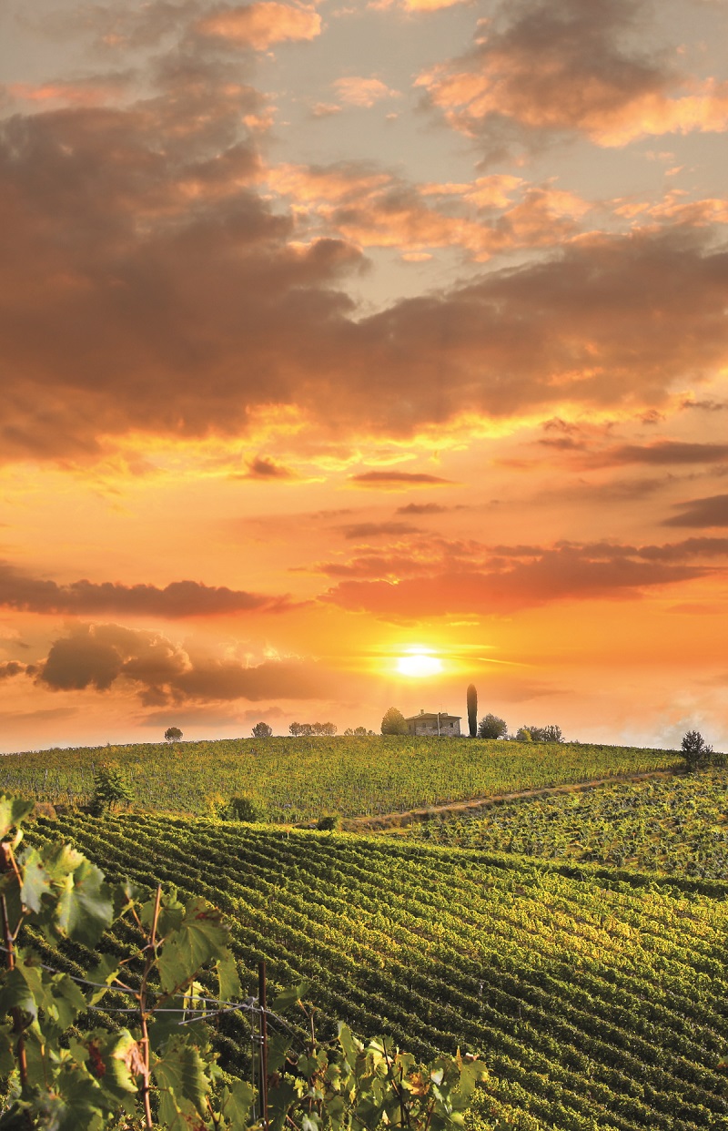 Chianti vineyard landscape in Tuscany, Italy
