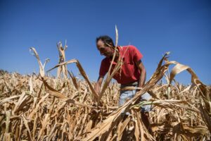 ITALY-WEATHER-AGRICULTURE