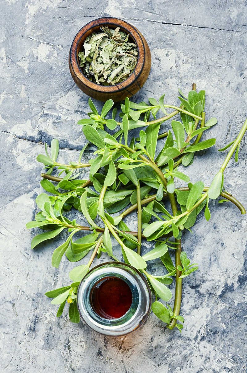 Purslane medicinal plant
