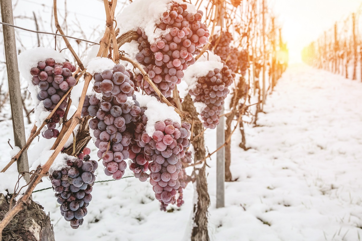 Ice wine. Wine red grapes for ice wine in winter condition and snow.