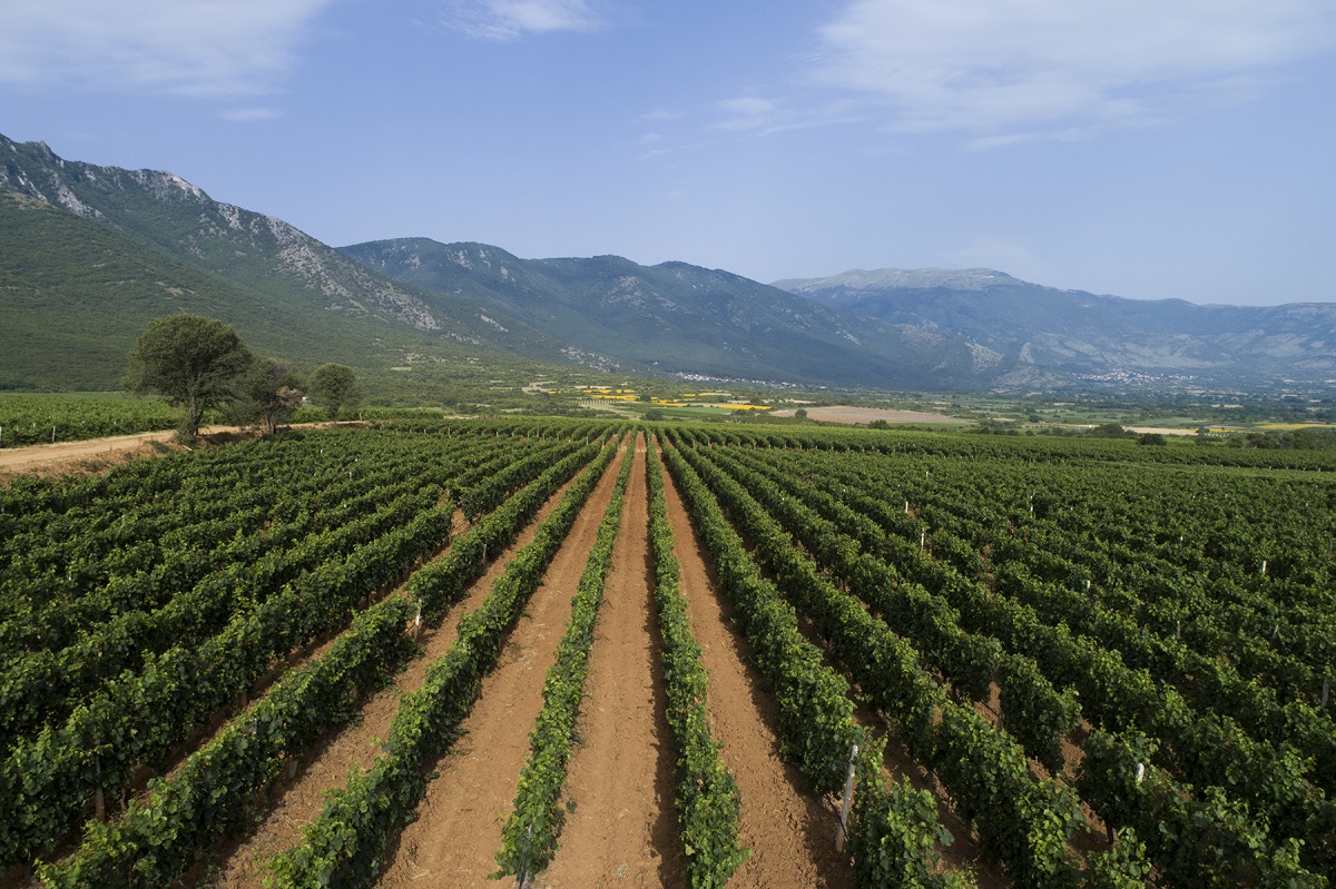 ktima lazaridi ampelia