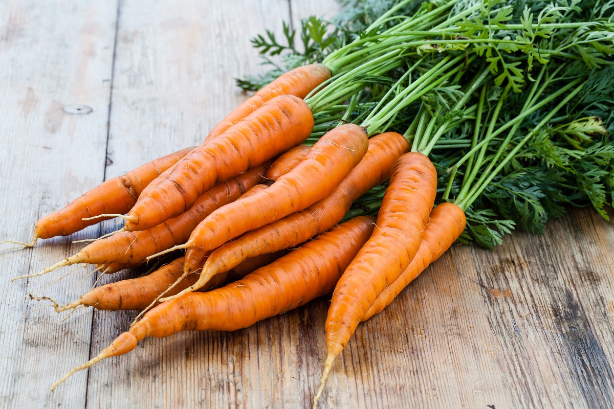 fresh carrots bunch