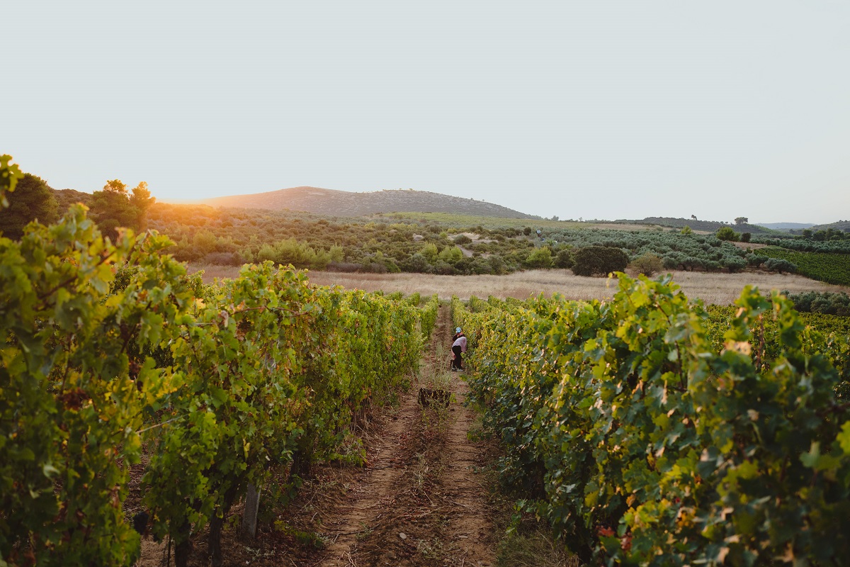 trygos_lazaridi_anoigma