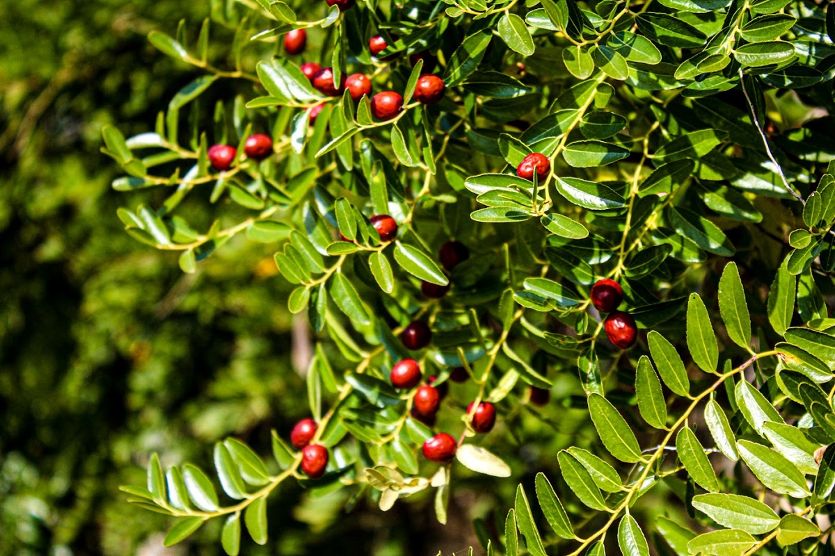 kerasia_dentro_anoigma