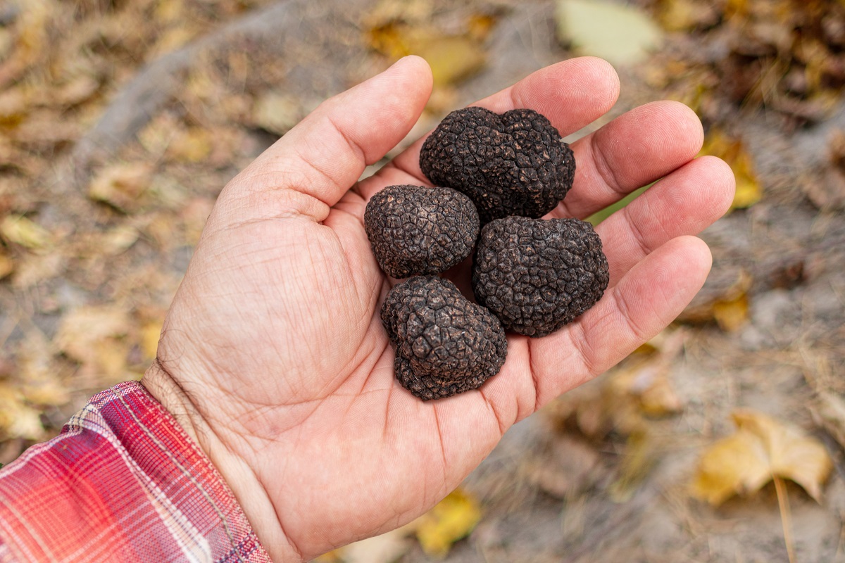 Black,Winter,Truffle,Mushroom,In,Man’s,Hand.,Nature,Background.