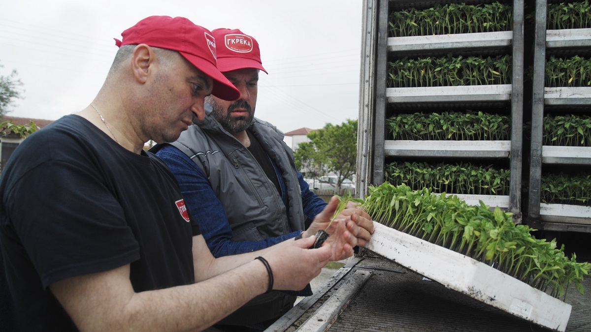 tomata_greka_kedriki