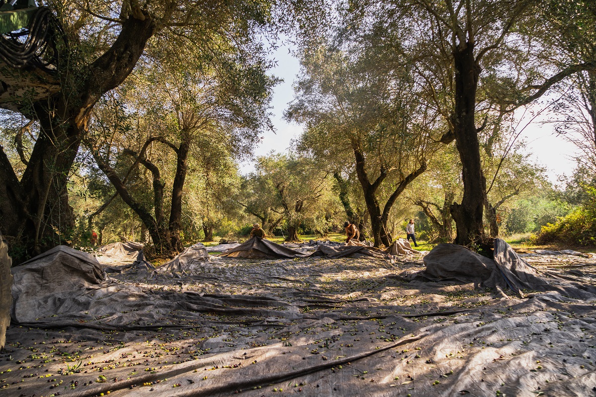 elaiones olive governor anoigma new