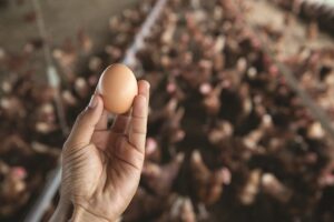 Zouras Farm: Από το μικρό κοτέτσι του Χολαργού στις υπερσύγχρονες πτηνοτροφικές μονάδες