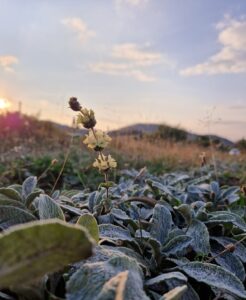 tsai_vounou_fresko_small