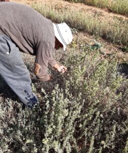 mazema_riganis_anoigma