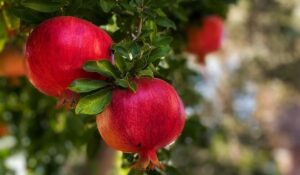 rooiby_rodia_anoigma