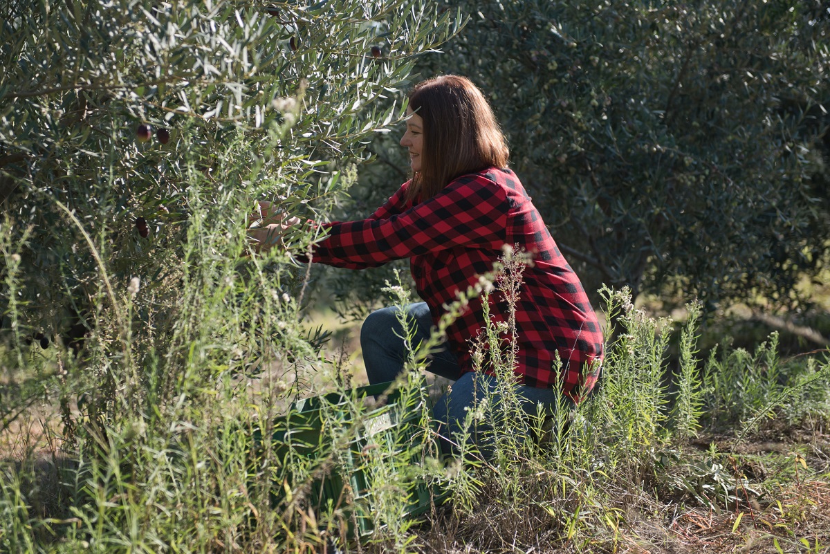 amazona_elaionas_anoigma