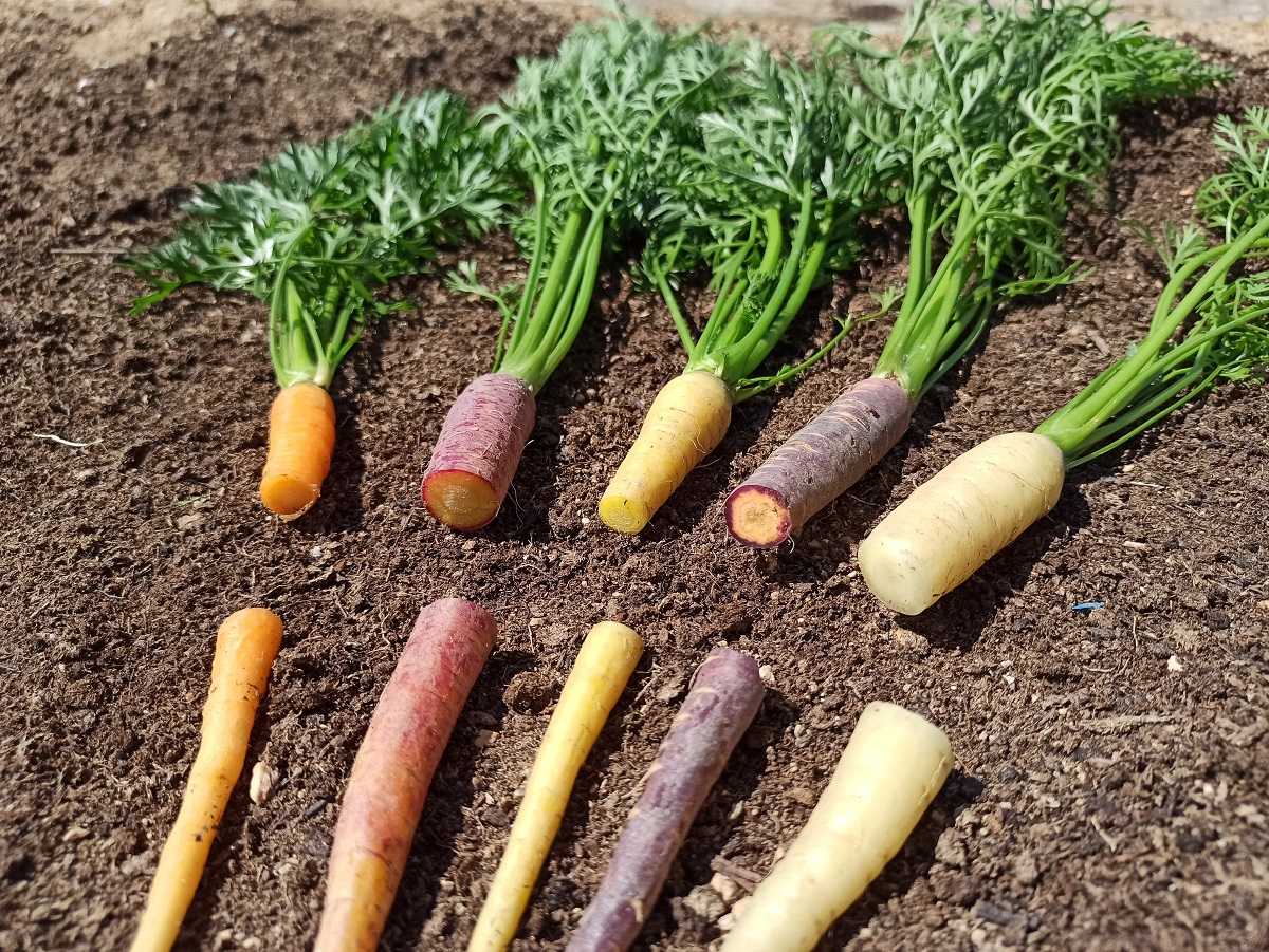 karota_poluxroma_anoigma