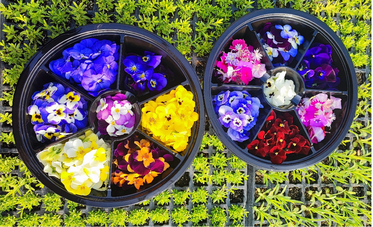 chili factor-anoigma new