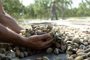 amugdala_karpoi_small