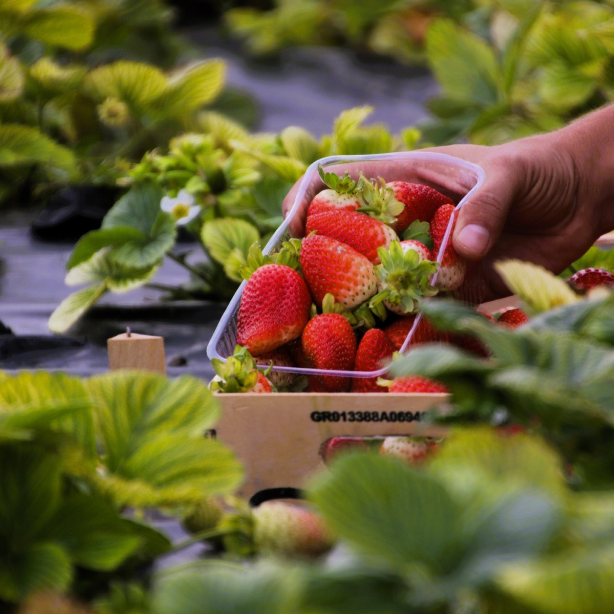 fraoules_kozani_anoigma