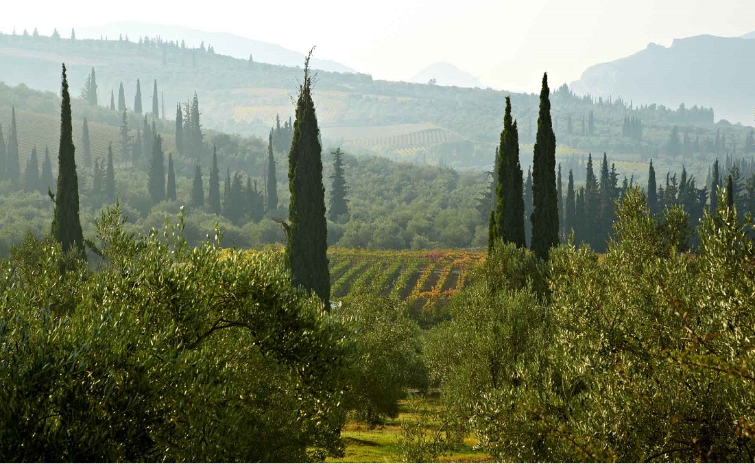 agiorgitiko-gaia wines