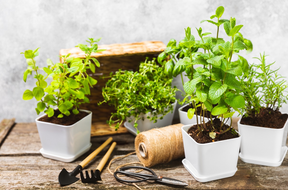 Fresh,Garden,Herbs,In,Pots.,Rosemary,,Mint,,Oregano,And,Thyme