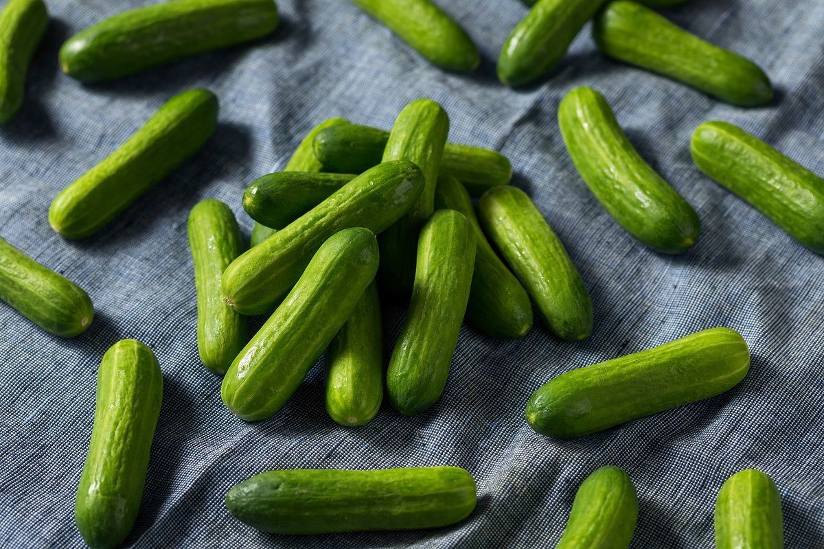 Raw,Green,Organic,Mini,Cocktail,Cucumbers,In,A,Bunch