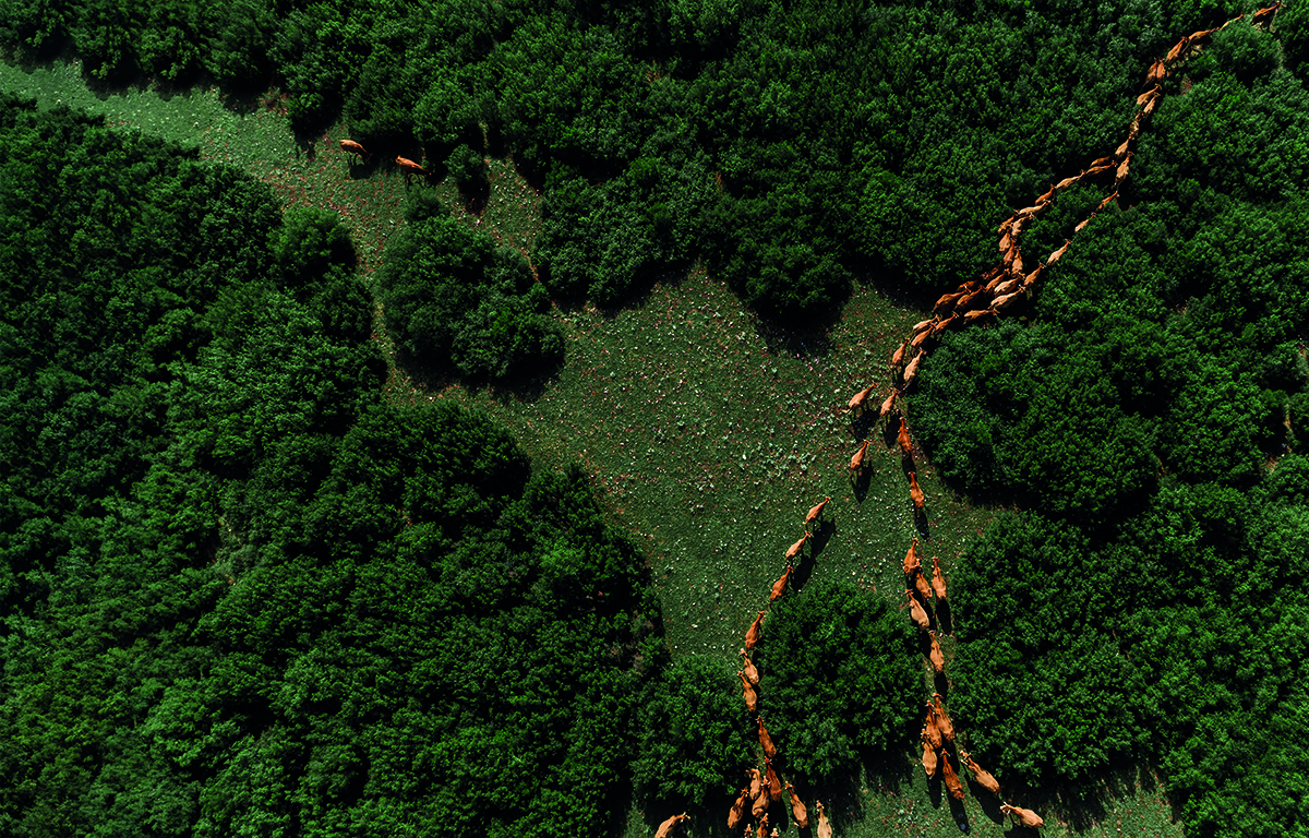 dpoupalos_Farma_Elassonas_1