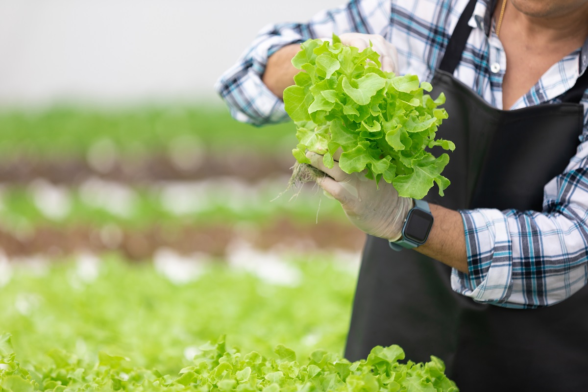 Close,Up,Farmer,Hands,Holding,And,Checking,Organic,Vegetables,In