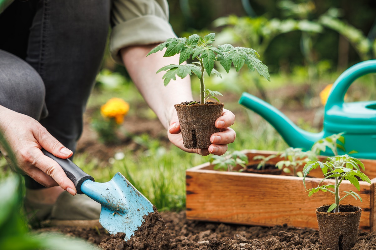 Woman,Is,Planting,Tomato,Seedling,With,Biodegradable,Peat,Pot,Into