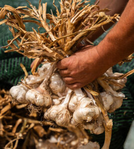 KAMPOS PROIONTA ANOIGMA 2