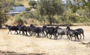 Στη Λέσβο ζουν τα περισσότερα μαύρα πρόβατα της Ελλάδας