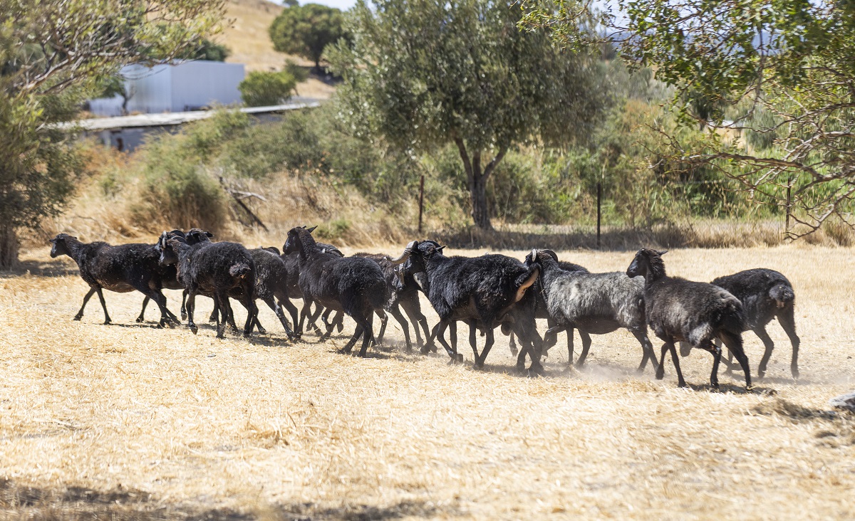 Mavro Provato Lesvou_small