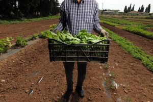 Απ’ το χωράφι του Νίκου στη Χαλκίδα, στα πιάτα του Cookoovaya