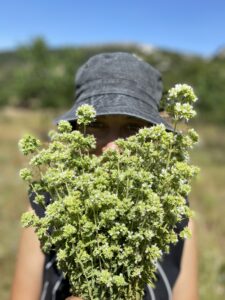 Lantzounato Herbs: Οι Μεσσήνιοι που αρωματίζουν Ευρώπη και Αυστραλία με τη ρίγανή τους