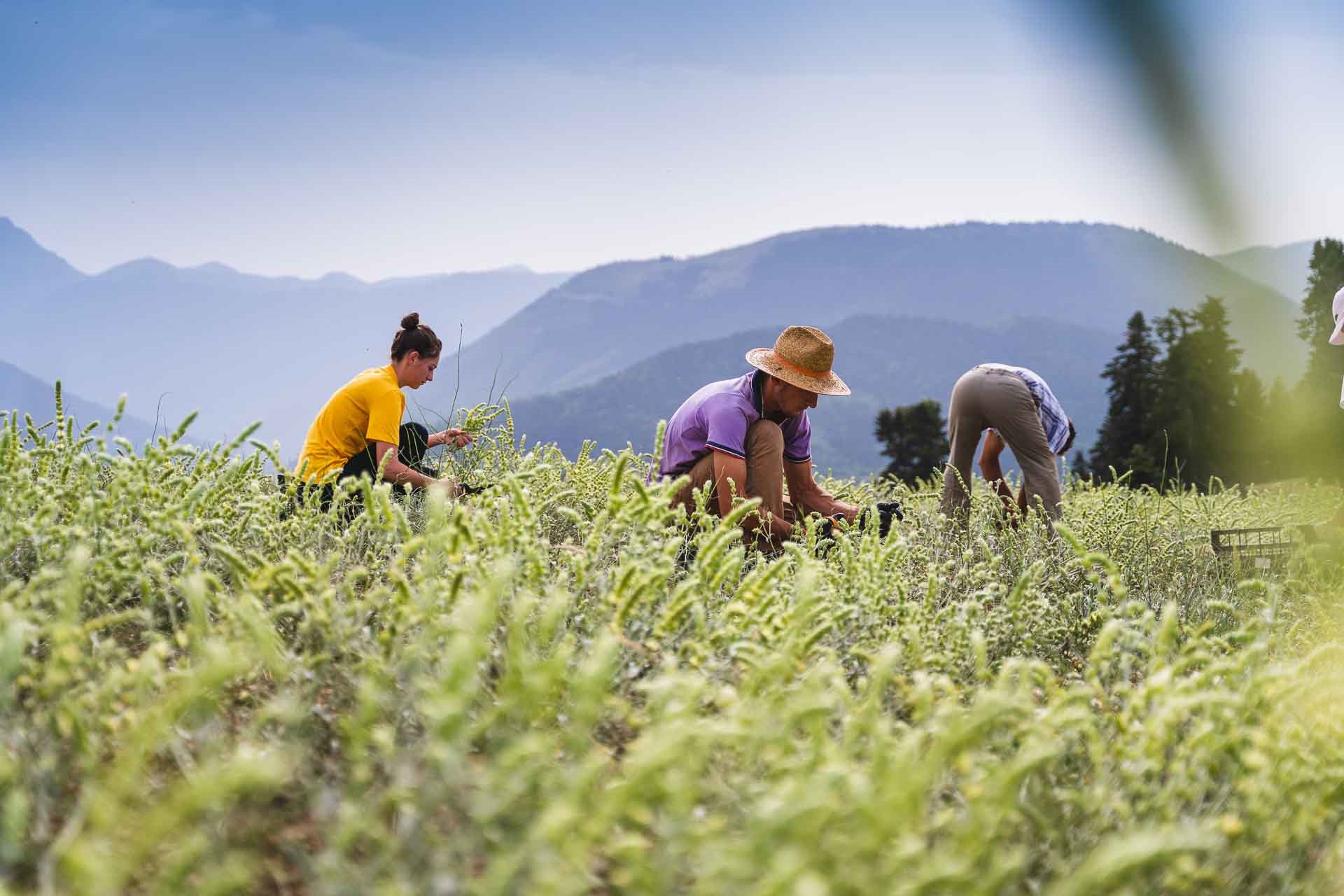 myrikis-herbs-anoigma