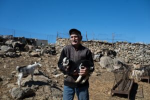 «Του τσοπάνη»: η 6η γενιά της φάρμας Γεωργούλη τυροκομεί στα βοσκοτόπια της Χίου
